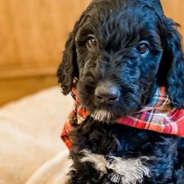 Boy 4 - Goldendoodle puppy in Valley Center, California from AweStrunk Farms