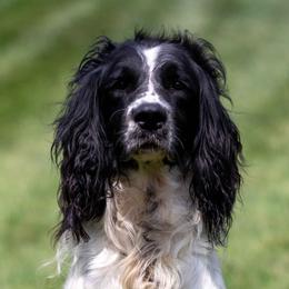 Riggs - English Springer Spaniel