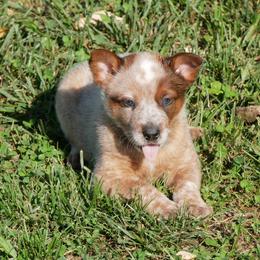 Nathanael Greene - Red mottled male Australian Cattle Dog puppy in Buffalo Valley, Tennessee from Buffalo Valley Breeders