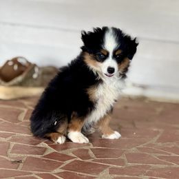 Cody - Black tri male Toy Australian Shepherd puppy in Troy, South Carolina from Stockman Farms