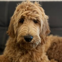 Blue Boy - Apricot Goldendoodle puppy in Winters, California from 7HL Doodles