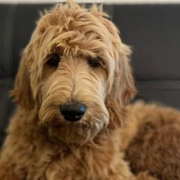 Blue Boy - Apricot Goldendoodle puppy in Winters, California from 7HL Doodles