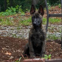 European Male Malinois- basic lifestyle - Brindle male Belgian Malinois puppy in Irmo, South Carolina from Kaizen Ruach Malinois