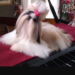 Ch Malina - Shih Tzu