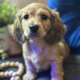 Muffin - Cream female Dachshund puppy in Rialto, California from DashiesDach