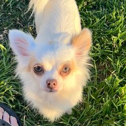 Sassy - Chihuahua