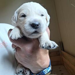 Purple - Birdie - Golden female Golden Retriever puppy in Lucasville, Ohio from Halo Kennels