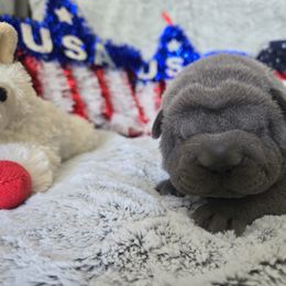 Kat - female Chinese Shar-Pei puppy in Four Oaks, North Carolina from DCSHARPEI
