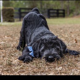 Giant Schnauzer Puppies from Giant Strides Giants
