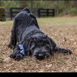 Giant Schnauzer Puppies from Giant Strides Giants
