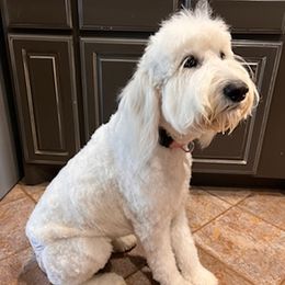 Goldendoodles from Forever Friends