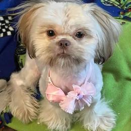 Lola - Shih Tzu