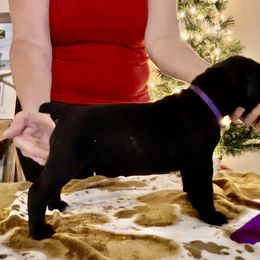 Girl 1 - Cane Corso puppy from Midnight Cane Corso USA