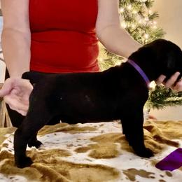 Girl 1 - Cane Corso puppy from Midnight Cane Corso USA