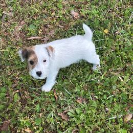 Girl 1 - Tan and white female Jack Russell Terrier puppy in New Kent, Virginia from Jigsaw Terriers
