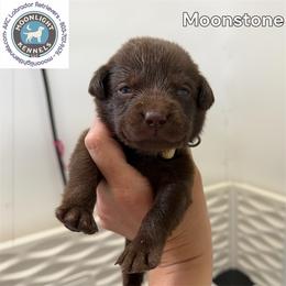 Moonstone - Chocolate male Labrador Retriever puppy in Elloree, South Carolina from Moonlight Kennels LLC