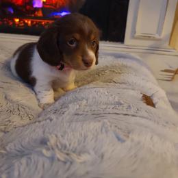 Dachshund Puppies from Belinda's little darlings dachshunds