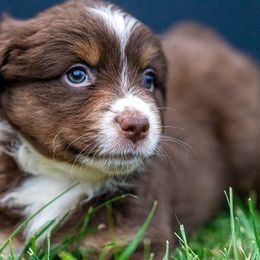 Miniature American Shepherd Puppies from Great Companions MAS