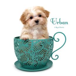 Urban - Apricot male Mi-Ki puppy in Elizabeth, Colorado from Royal T Mi-Kis