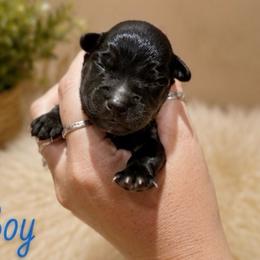 Kayce - Black and white male Aussiedoodle puppy in Abbeville, South Carolina from Double E Doodles