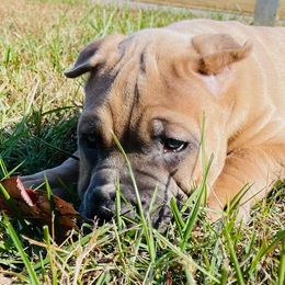 Cane Corso Puppies from Samantha Jackson
