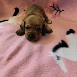 Eva - Brindle female Dachshund puppy in Opelika, Alabama from Dachshund Darlins