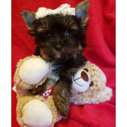 Girl 1 - Black and gold female Yorkshire Terrier puppy in Marion Station, Maryland from Anna's Yorkie Treasures