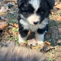 Toy Australian Shepherd Puppies from A&W Toy Aussies & Corgis