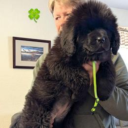 Female 3 Neon Green Collar - Black female Newfoundland puppy in Burfordville, Missouri from Umfleet Farms
