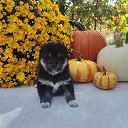 Girl 2 - Shiba Inu puppy from Adorable-Puppies
