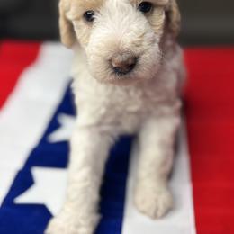 Labradoodle and Shorkie Puppies from Grab-A-Doodle