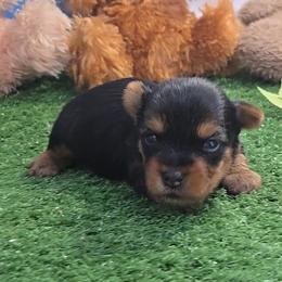 Hutch - Black and gold male Yorkshire Terrier puppy in Aurora, Missouri from KnJ Precious Paws LLC