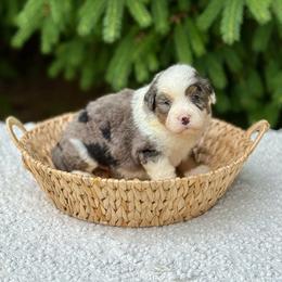 Victor - Merle male Bernedoodle puppy in Bremen, Indiana from Farmland Doodles