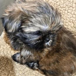 Teal collar girl - Brindle female Shih Tzu puppy in Woodsfield, Ohio from ROSE LANE SHIH TZUS