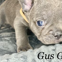French Bulldog Puppies from Fabled Frenchies