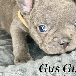French Bulldog Puppies from Fabled Frenchies