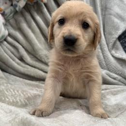 Donna Lou Who: Teal collar - Golden female Golden Retriever puppy in Monterey, Tennessee from Lawson’s Green Acres Goldens and Mini Dachshunds