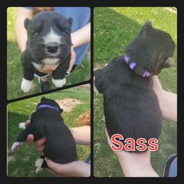 Siberian Husky Puppies from Haase Family Kennels