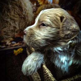 Gold Boy - Apricot male Goldendoodle puppy in Palm Bay, Florida from Costa's Curly Canines