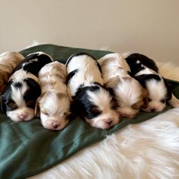 Cavalier King Charles Spaniel Puppies from Haven Farms Cavaliers