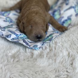 Boy 5 - Goldendoodle puppy in Redding, California from Surfer Doodles