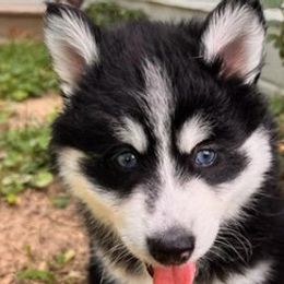 Pomskies from Full Breed Pomsky