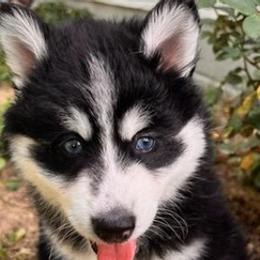 Pomskies from Full Breed Pomsky