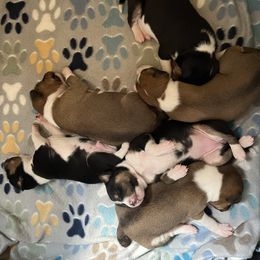 Basenji Puppies from Freecloud Basenji