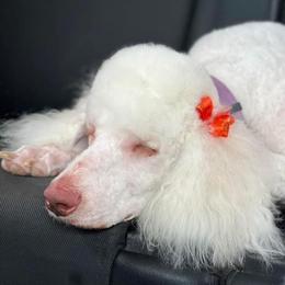 Snow - Poodle