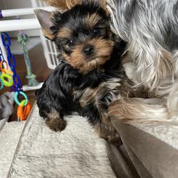 Yorkshire Terrier Puppies from Essence of Grace Yorkies