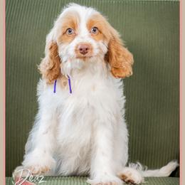 Cassie - Red and white female Cockapoo puppy in Connersville, Indiana from Deaz Doodle Ranch