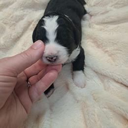 Emily - Black and white female Bernedoodle puppy in Lafayette, Alabama from Williams Lake Doodles