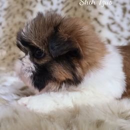 Shih Tzu Puppies from Precious Heirloom Shih Tzus