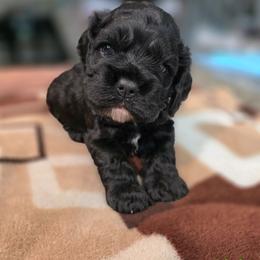 Link - Black male Cocker Spaniel puppy in Fresno, California from Carvajal Cockers